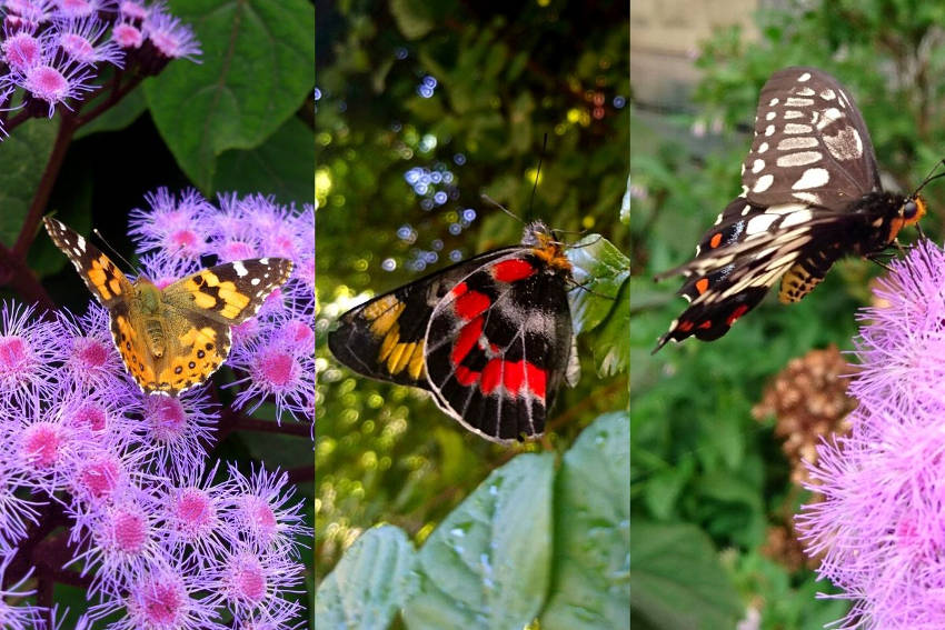 Butterflies, painted lady, jezebel, dainty swallowtail.